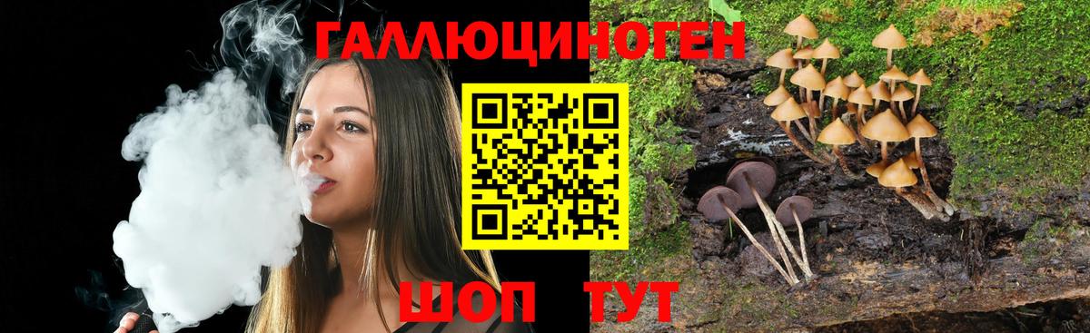 Псилоцибиновые грибы Psilocybe Каменск-Шахтинский